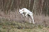 BOULEDOGUE AMERICAIN 016